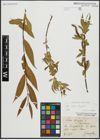 Foto von Salix alba L. x Salix fragilis L.